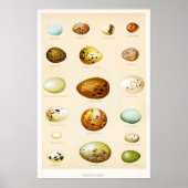 Oiseaux OEufs Poster vintage (Devant)