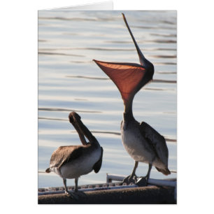 Oiseaux pélicans Animaux sauvages