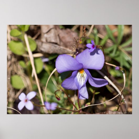 Oiseaux-Pied Violet avec Bluets Poster Fleur sauva (Devant)