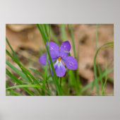 Oiseaux Pied Violet dans l'Herbe Poster (Devant)