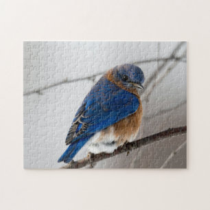 Oiseaux Puzzles Oiseaux Photographie Meilleures ph