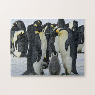 Oiseaux Puzzles Oiseaux Photographie Meilleures ph
