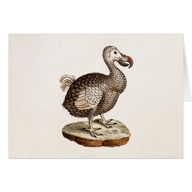 Oiseaux vintages de dronte de 1700s d'illustration (Devant Horizontal)