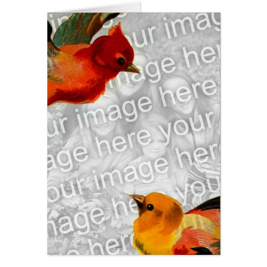Oiseaux Votre Image Ici (Devant)