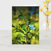 Okame Cherry Tree Blossom, carte (Fleur jaune)