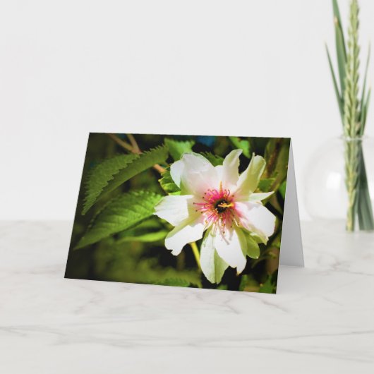 Okame Cherry Tree Blossom, kaart (Voorkant)