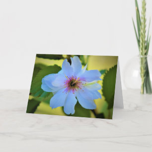 Okame Cherry Tree, carte