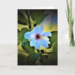 Okame Cherry Tree, carte