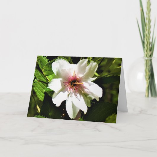 Okame Cherry Tree, carte (Devant)