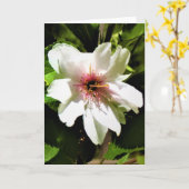 Okame Cherry Tree, carte (Fleur jaune)