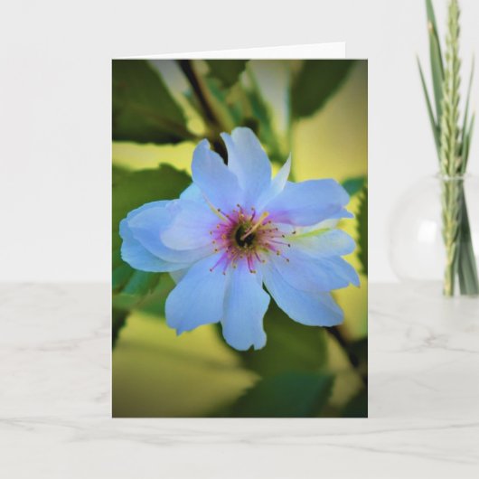 Okame Cherry Tree, carte (Devant)