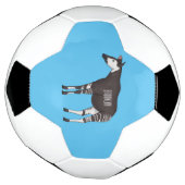Okapi (Tourné)