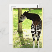 Okapi, Angola, Afrika Briefkaart (Voorkant / Achterkant)