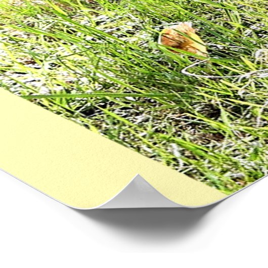 Okapi, Angola, Afrika Poster (Hoek)