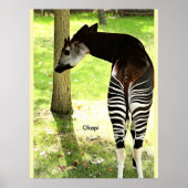 Okapi, Angola, Afrika Poster (Voorkant)
