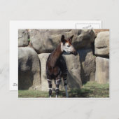 okapi briefkaart (Voorkant / Achterkant)