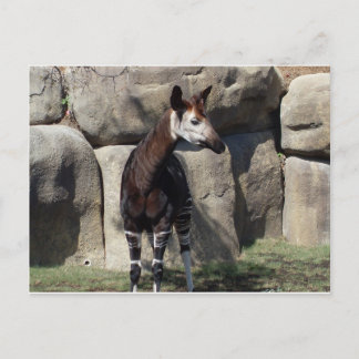 okapi briefkaart