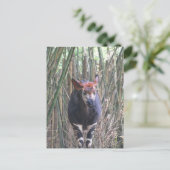 Okapi Briefkaart (Staand voorkant)