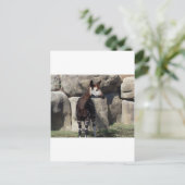 okapi briefkaart (Staand voorkant)