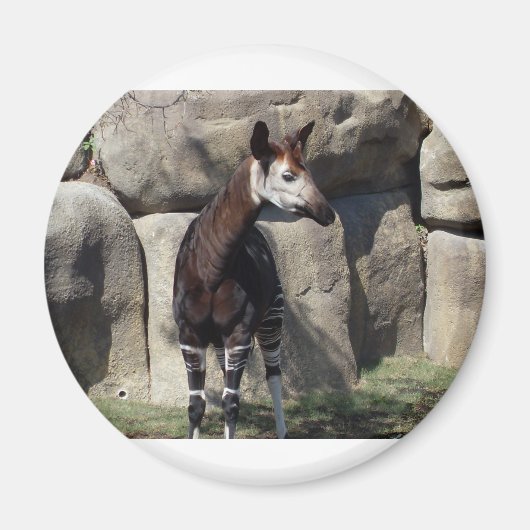 okapi magneet (Voorkant)