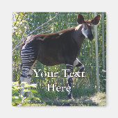 Okapi Magnet (Devant)