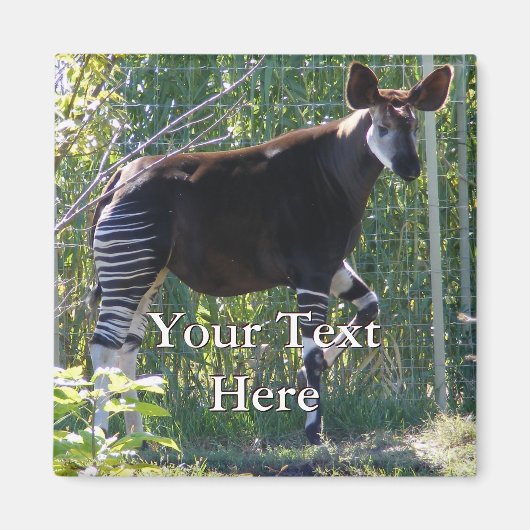 Okapi Magnet Magneet (Voorkant)