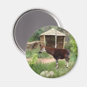 Okapi magnet magneet (Voorkant / Achterkant)