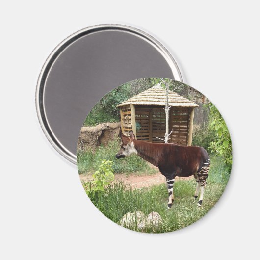 Okapi magnet magneet (Voorkant / Achterkant)