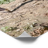 Okapi nabij vijver poster (Hoek)