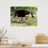 Okapi Poster (Keuken)