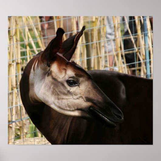 Okapi Poster (Voorkant)