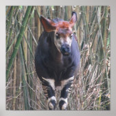 Okapi Poster (Voorkant)