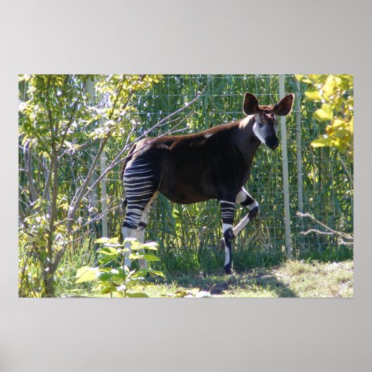 Okapi-Poster Poster (Voorkant)