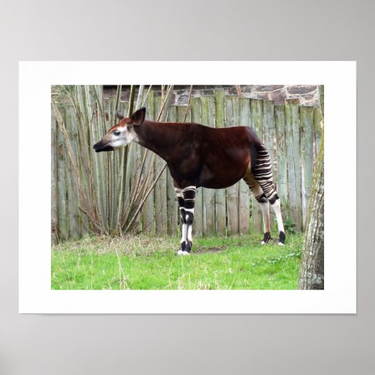 Okapi staand bij een hek poster (Voorkant)