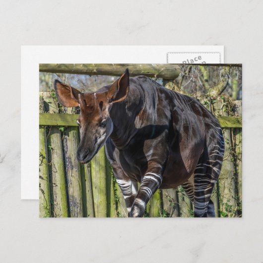 Okapi up close uitzicht briefkaart (Voorkant / Achterkant)