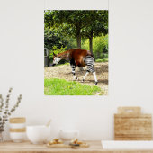 Okapi weglopend poster (Keuken)