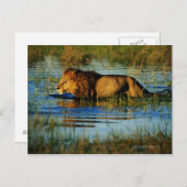 Okavango Delta, Botswana 3 Briefkaart (Voorkant / Achterkant)