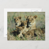 Okavango Delta, Botswana Briefkaart (Voorkant / Achterkant)