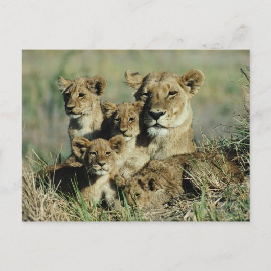 Okavango Delta, Botswana Briefkaart (Voorkant)