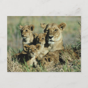 Okavango Delta, Botswana Briefkaart