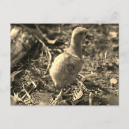 Oké, Dag. - Briefkaart