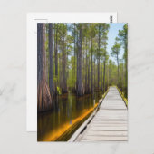 Okefenokee Swamp Briefkaart (Voorkant / Achterkant)
