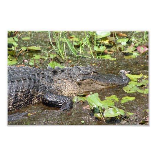 Okefenokee Swamp Park Alligator Foto afdrukken Foto Afdruk (Voorkant)