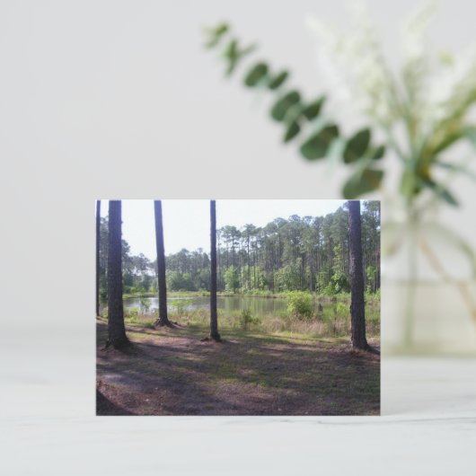 "OKEFENOKEE SWAMP PARK" BRIEFKAART (Staand voorkant)