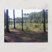 "OKEFENOKEE SWAMP PARK" BRIEFKAART (Voorkant)