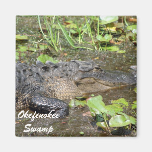 Okefenokee Swamp Waycross Georgia Alligator Magnet Magneet