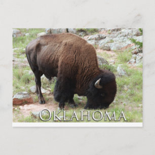 Oklahoma Bison Briefkaart