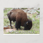 Oklahoma Bison Briefkaart (Voorkant)