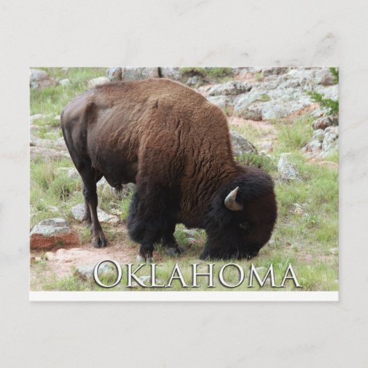 Oklahoma Bison Briefkaart (Voorkant)