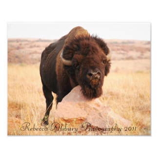 Oklahoma Bison, Rebecca Alsbury Photographie 2011